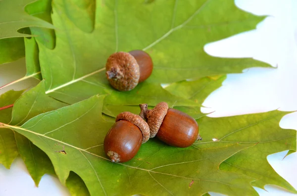 Tres bellotas junto a la hoja de roble sobre fondo blanco — Foto de Stock