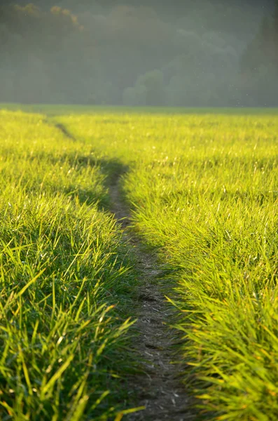 Groene weide in de zon in de avond — Stockfoto