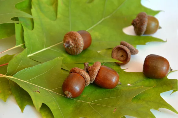 Muchas bellotas junto a la hoja de roble sobre fondo blanco — Foto de Stock