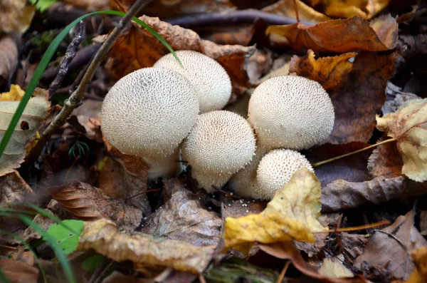 Fotografía macro de hongos blancos en el bosque — Foto de Stock