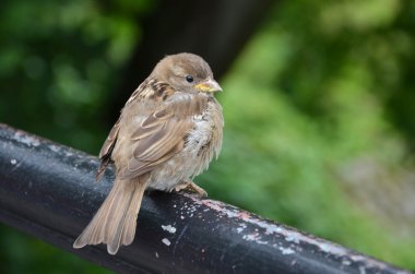 teşekküllü serçe Parmaklığa oturuyor