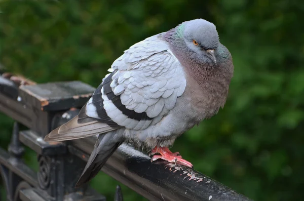 Fledged gray pigeon is sitting on the rail — Stock Photo, Image