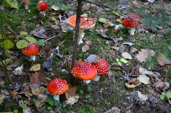 Тесная фотография гриба мухи в лесу — стоковое фото