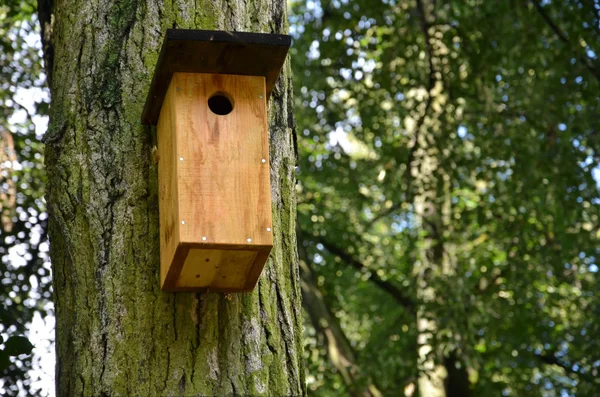 Kuş kutusunun üzerinde meşe ağacı orman — Stok fotoğraf