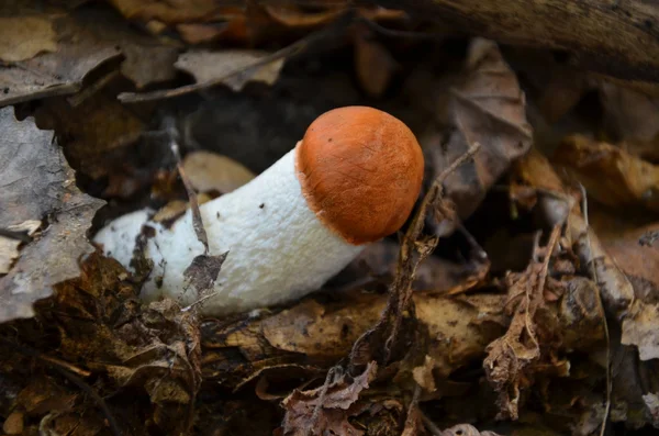 Macro fotografía de delicioso hongo (Leccinum aurantiacum ) — Foto de Stock