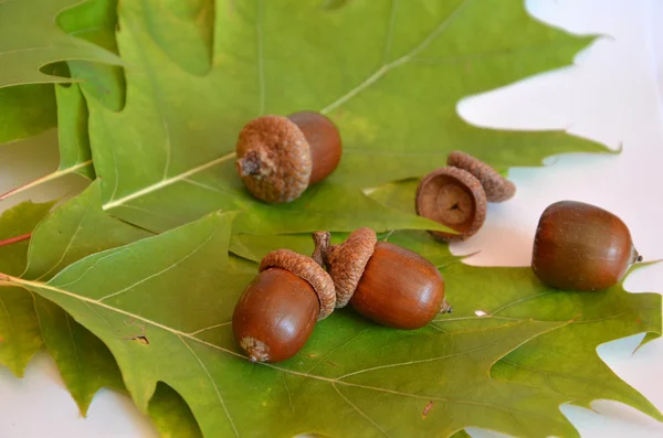 Yanındaki beyaz zemin üzerine Meşe yaprağı mellow acorns — Stok fotoğraf