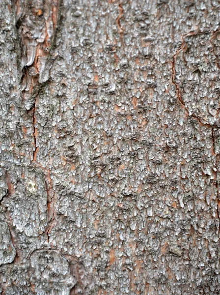 Close up photo of spruce tree bark — Stock Photo, Image