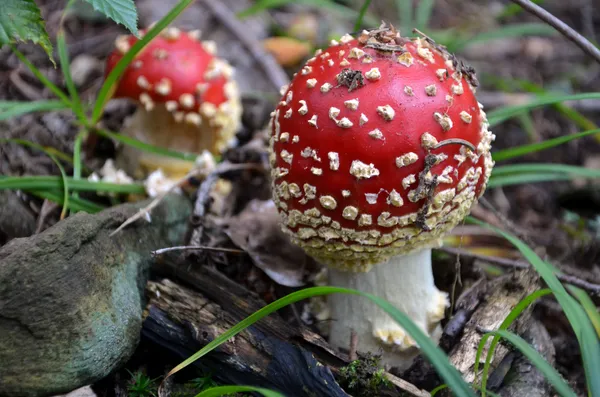 Mouche champignon dans la forêt. Photo rapprochée . — Photo