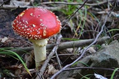 mantar ormandaki uç. fotoğrafı kapatın.