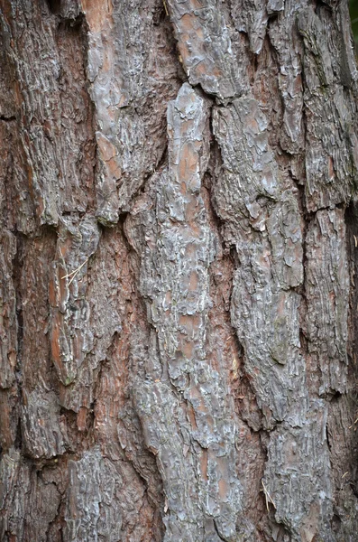 Close up photo of pine tree bark — Stock Photo, Image