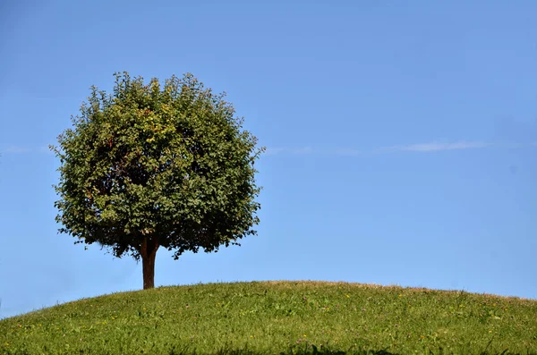 Green tree on the top of the hill — Stock Photo, Image
