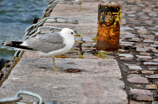 The gull on stone path in harbour — Stock Photo, Image