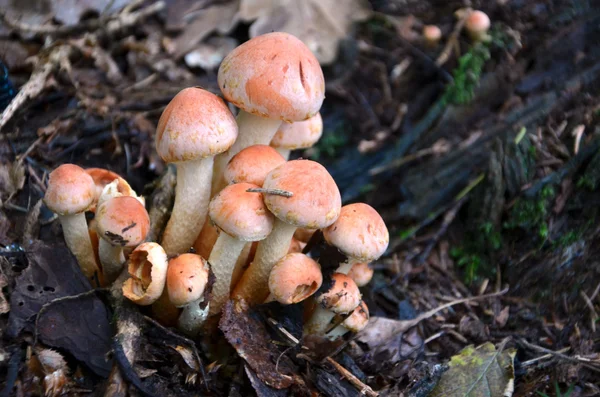 Макросъемка апельсиновых грибов в лесу — стоковое фото