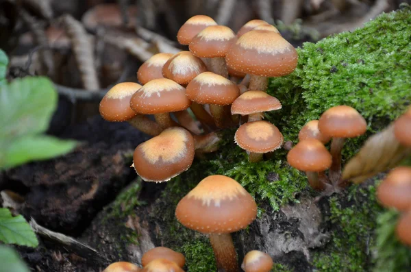 在森林里的蘑菇微距摄影 — 图库照片