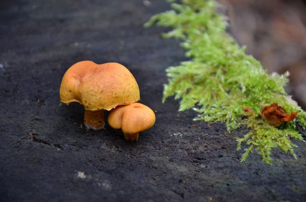 Macro photography mushrooms in forest — Stock Photo, Image