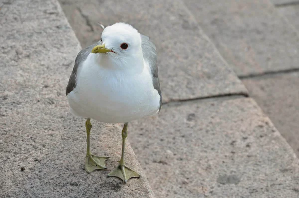Sea gull stands on the steps and watches — Stock Photo, Image