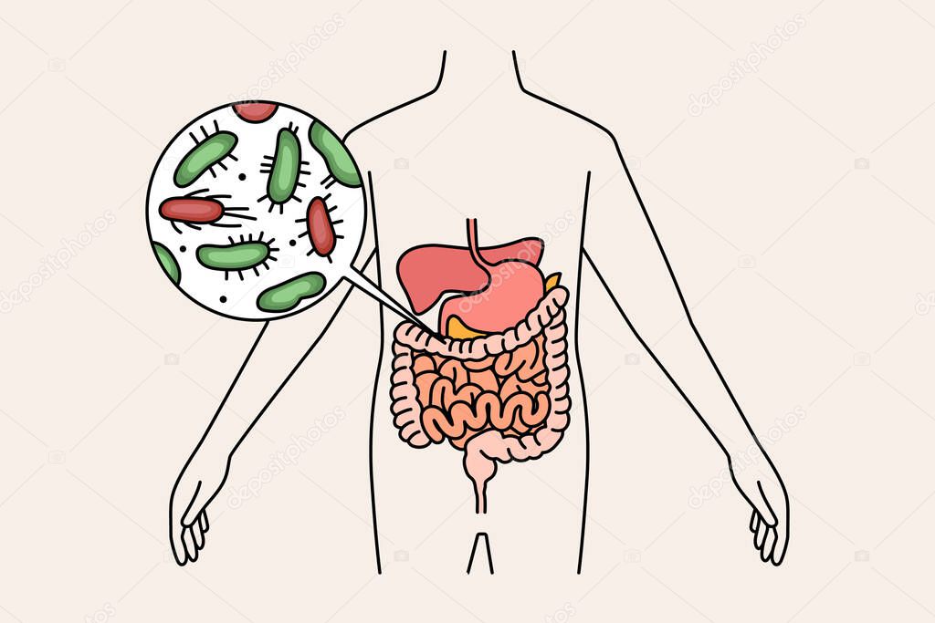 Digestive system and intestines concept.