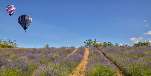 Balones de aire caliente en el campo de lavanda —  Fotos de Stock