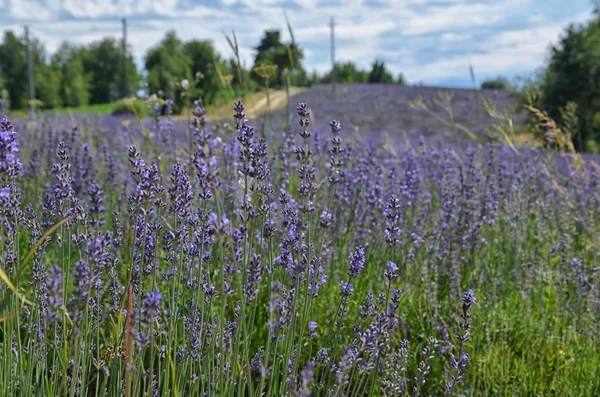 Campo di lavanda-1 — Foto Stock