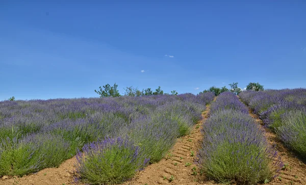 Campo di lavanda-5 — Foto Stock