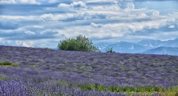 Campo di lavanda-9 — Foto Stock