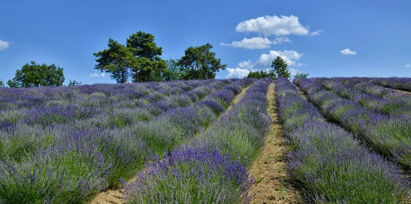 Campo di lavanda-8 — Foto Stock