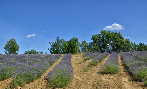 Lavender Field-6 — Stock Photo, Image
