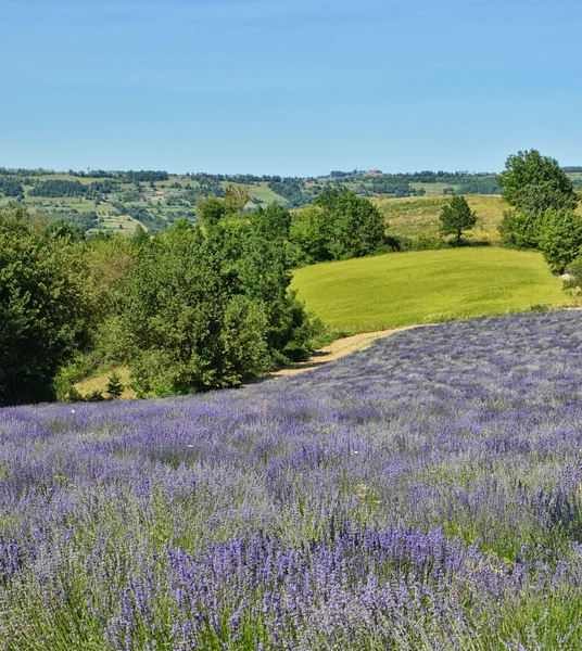 Campo di lavanda-11 — Foto Stock