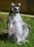 Yoga-Lemur