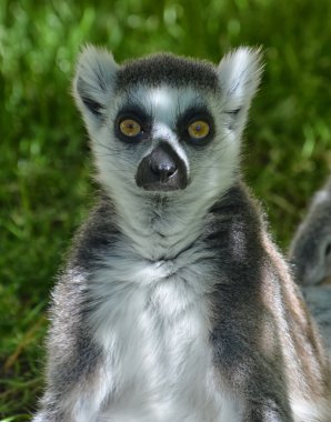 lemur içinde photocamera izliyor