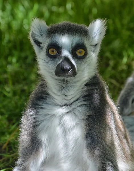 Lemur sledovat v fotokamery — Stock fotografie
