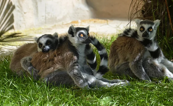 Lemurs n. 1 — Stock Photo, Image