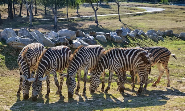 Grazing Zebras — Stock Photo, Image