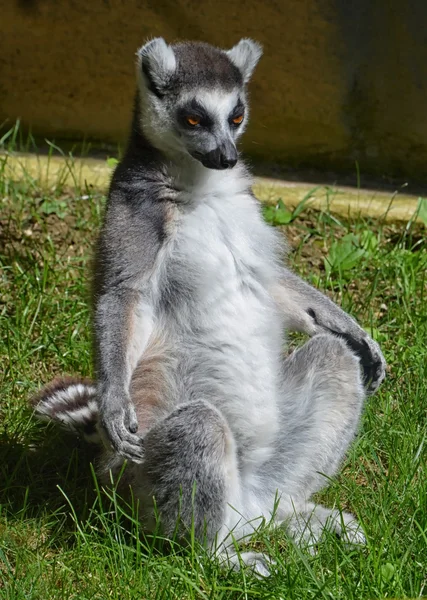 Yoga-Lemur — Stockfoto