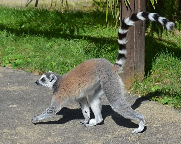 Walking Lemur — Stock Photo, Image