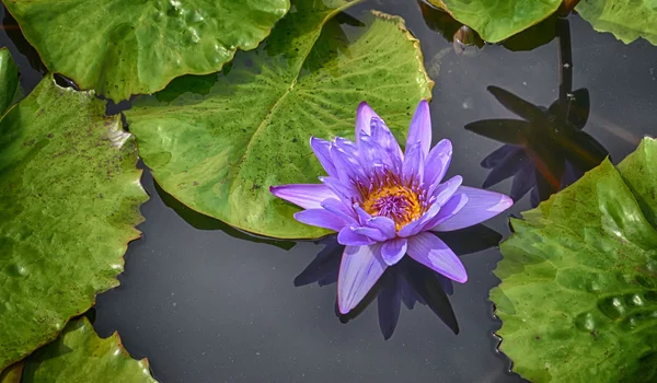 Solitário Waterlily — Fotografia de Stock