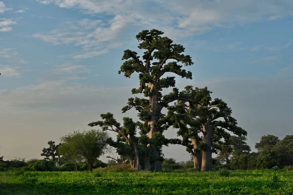 Afryka Zachodnia Senegalu Samotne Olbrzymie Baobaby Polu Orzeszków Ziemnych Promieniach — Zdjęcie stockowe