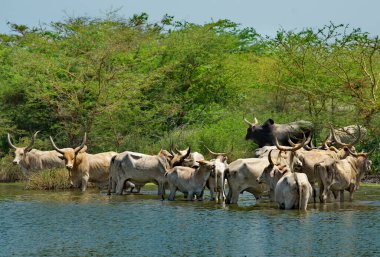 Batı Afrika. Senegal. Koca boynuzlu bir kambur Zebu ineği sürüsü su içmek için küçük bir göle geldi..