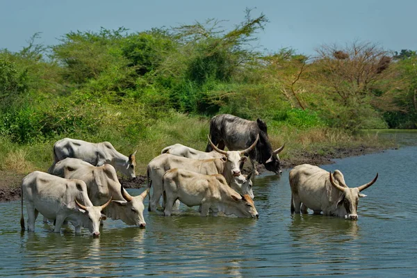 África Occidental Senegal Una Manada Vacas Jorobadas Zebú Con Cuernos Imagen De Stock