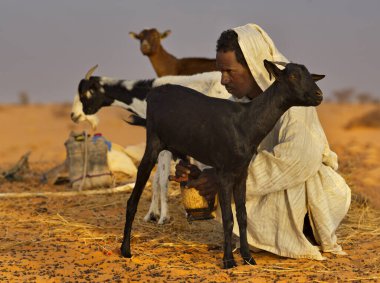 Shingetti. Mauritania. October 04, 2021. A nomad shepherd with a vessel in his hands milks the goats of his flock in the endless sands of the Sahara Desert. clipart