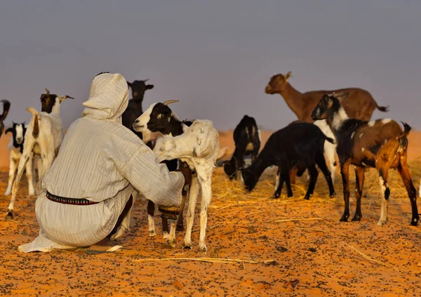 Shingetti Mauritanie Octobre 2021 Berger Nomade Avec Navire Main Traite — Photo