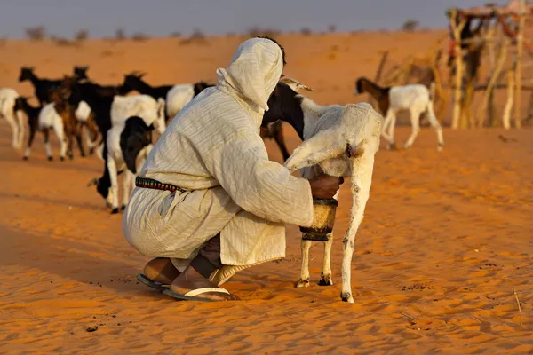 辛盖蒂毛里塔尼亚 2021年10月4日 游牧民族的牧人手里拿着一只器皿 在撒哈拉沙漠无边无际的沙滩上给羊群挤奶 — 图库照片