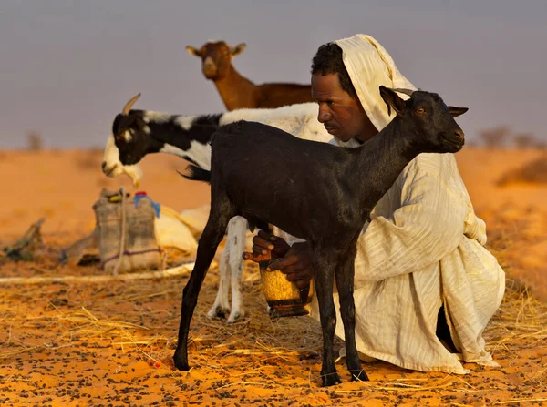 辛盖蒂毛里塔尼亚 2021年10月4日 游牧民族的牧人手里拿着一只器皿 在撒哈拉沙漠无边无际的沙滩上给羊群挤奶 免版税图库照片