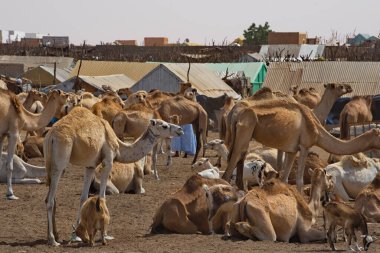 Batı Afrika. Moritanya 'da. Dev deve pazarında tek hörgüçlü develer çok sayıda farklı cins develerin satıldığı ve her gün değiş tokuş edildiği yerde..