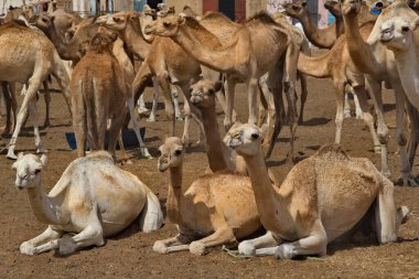 Batı Afrika. Moritanya 'da. Dev deve pazarında tek hörgüçlü develer çok sayıda farklı cins develerin satıldığı ve her gün değiş tokuş edildiği yerde..