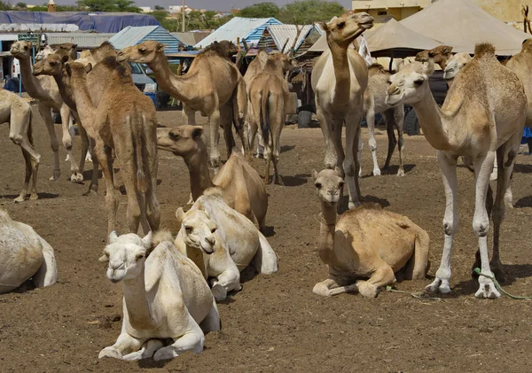 Batı Afrika Moritanya Dev Deve Pazarında Tek Hörgüçlü Develer Çok — Stok fotoğraf