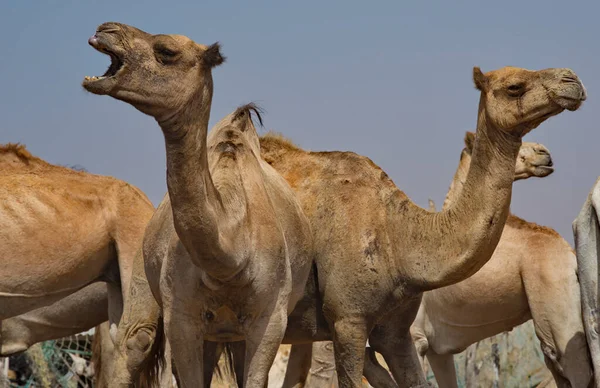 Västafrika Mauretanien Enpucklade Kameler Den Storstadskamelmarknaden Där Ett Stort Antal — Stockfoto