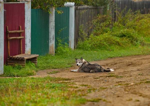 Rusia Región Chita Perro Mestizo Observa Serenamente Los Aldeanos Calle — Foto de Stock