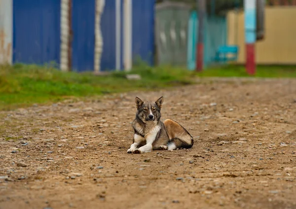 Rusia Región Chita Perro Mestizo Observa Serenamente Los Aldeanos Calle — Foto de Stock