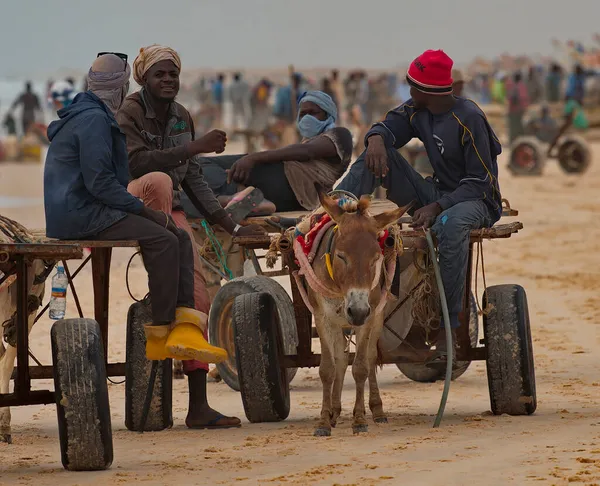 Nouakchott Moritanya Ekim 2021 Tekerlekli Bir Arabaya Bağlanmış Eşek Taşıyan — Stok fotoğraf